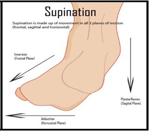 Illustration explaining supination: a side view of a foot displaying the natural movement of rolling outward during the gait cycle, emphasizing the biomechanics involved