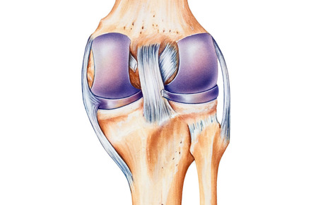 Medial Collateral Ligament (MCL) definition