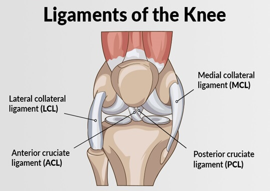 4 main ligaments of knee